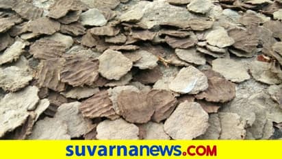 ಅಮೆರಿಕ ಏರ್‌ಪೋರ್ಟ್‌ನಲ್ಲಿ ಭಾರತೀಯನ ಬ್ಯಾಗ್‌ನಲ್ಲಿ ಸಿಕ್ತು ಸೆಗಣಿ ಬೆರಣಿ