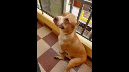 అమానుషం : కుక్క మెడకు బెలూన్లు కట్టి గాల్లోకి.. ఓనర్ అరెస్ట్..