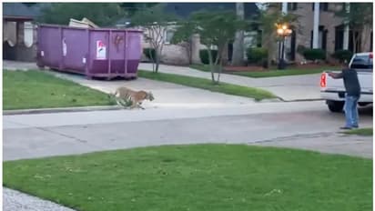 ടെക്സാസ് തെരുവിലൂടെ അലഞ്ഞ് ബംഗാള് കടുവ; ഉടമ അറസ്റ്റില്