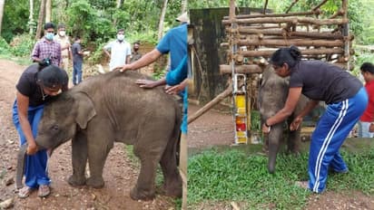 മുറിവുണക്കിയ നിഷയും കൂട്ടരും പറഞ്ഞു 'രാജു' അനുസരിച്ചു; ഇനി ജീവിതം കാപ്പുകാട്