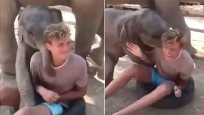 ഇവര്‍ ശരിക്കും സുഹൃത്തുക്കളാണോ? കുട്ടിയാനയുമായി കളിക്കുന്ന യുവാവ്; വീഡിയോ വൈറല്‍