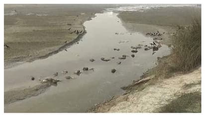 Roundup 2021: শত শত কোভিড-১৯ রোগীর মৃতদেহে অপবিত্র হল গঙ্গা নদীর জল