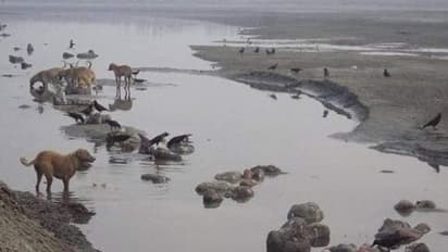 దారుణం: కోవిడ్ మృతదేహాలను పీక్కుతింటున్న కుక్కలు... స్థానికుల కంటతడి