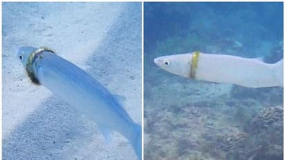 ഈ വിവാഹമോതിരം എങ്ങനെയാണ് മത്സ്യത്തിന്റെ കഴുത്തില്‍ കുടുങ്ങിയതെന്ന് അറിയേണ്ടേ...?