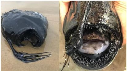 കൂർത്ത കുപ്പിച്ചില്ലുകൾ പോലെയുള്ള പല്ലുകൾ, കറുപ്പ് നിറം; ഈ മത്സ്യത്തെ കണ്ട് അമ്പരന്ന് പ്രദേശവാസികള്‍