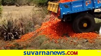 ಟೊಮೆಟೋ ಬೆಳೆದು ಕಣ್ಣೀರಿಟ್ಟ ರೈತರು : ಉತ್ಪಾದನೆಯಲ್ಲೂ ಏರಿಕೆ