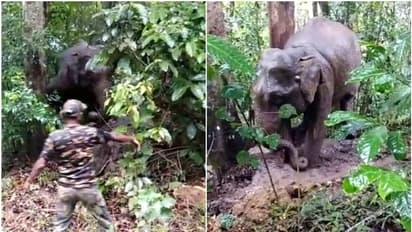 വയനാട്ടിൽ ചക്ക പറിക്കുന്നതിനിടെ മരത്തില് കുടുങ്ങിയ കാട്ടാനയെ രക്ഷപ്പെടുത്തി