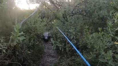 മീന്‍ പിടുത്തത്തിനിടെ അപ്രതീക്ഷിതമായി വമ്പന്‍ ചീങ്കണ്ണിയുടെ വരവ്; വീഡിയോ