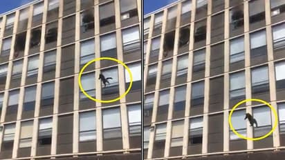 ಹೊತ್ತಿ ಉರಿದ ಅಪಾರ್ಟ್ಮೆಂಟ್ನ 5ನೇ ಮಹಡಿಯಿಂದ ಜಿಗಿದು ಪ್ರಾಣ ಉಳಿಸಿಕೊಂಡ ಬೆಕ್ಕು!