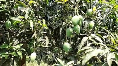 সরকারি নির্দেশে রাজ্য জুড়ে লকডাউন, চরম ক্ষতির মুখে আমচাষীরা