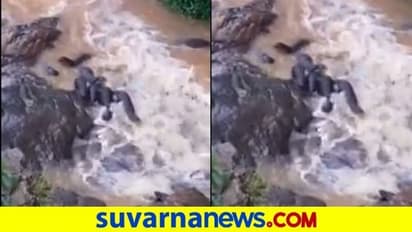 ಬೆಳ್ತಂಗಡಿಯಲ್ಲಿ ನೀರು ನಾಯಿಗಳ ಗುಂಪು ಪ್ರತ್ಯಕ್ಷ!