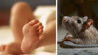 MP के सबसे बड़े अस्पताल में लापरवाही: नवजात की एड़ी-अंगूठा चूहे खा गए, नर्स-डॉक्टर को खबर तक नहीं