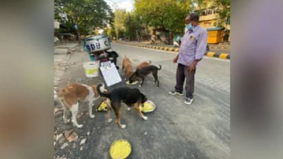 11 വര്‍ഷമായി ദിവസവും തെരുവുനായ്ക്കളെ ഊട്ടുന്ന മനുഷ്യന്‍; കാണാം വീഡിയോ...