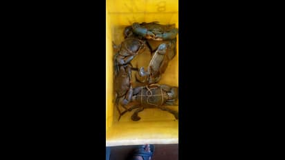 ಅಂಕೋಲಾದ ಕಲ್ಲುಜೆಂಜಿ ಏಡಿಗೆ ವಿದೇಶದಲ್ಲಿ ಭಾರೀ ಡಿಮ್ಯಾಂಡ್..!