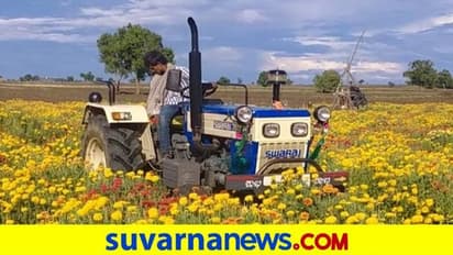 ಹಾವೇರಿ: ಬೆಲೆ ಸಿಗದೇ ಸೇವಂತಿ ಹೂವು ಬೆಳೆ ನಾಶಪಡಿಸಿದ ರೈತ