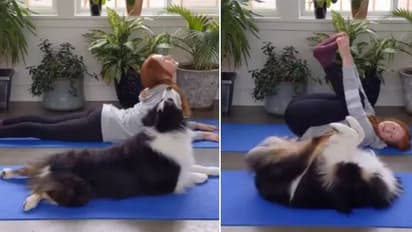 യുവതിക്കൊപ്പം യോഗ ചെയ്യുന്ന വളര്ത്തുനായ; വൈറലായി വീഡിയോ