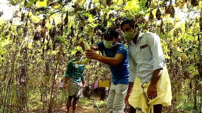 കൊവിഡ് ബാധിച്ച കർഷകന് കൈത്താങ്ങ്, പച്ചക്കറി വിളവെടുത്ത് ചില്ലറ വിൽപ്പനയും നടത്തി ഡിവൈഎഫ്ഐ