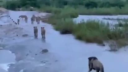 ടൗട്ടെ ചുഴലിക്കാറ്റ് സമയത്ത് അലഞ്ഞുതിരിയുന്ന സിംഹങ്ങളല്ല; വീഡിയോയുടെ സത്യാവസ്ഥ ഇങ്ങനെ...