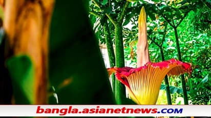 আধমাইল দূর থেকে পাওয়া যায় লাশ-পচা গন্ধ, উচ্চতা ১৫ ফুট - এ আবার কেমন ফুল