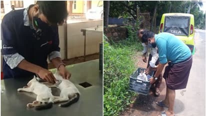 ഓടിക്കൊണ്ടിരുന്ന കാറിൽ നിന്ന് പൂച്ചക്കുഞ്ഞുങ്ങളെ റോഡിലേക്കെറിഞ്ഞു; കൊടും ക്രൂരത