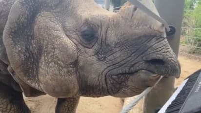 കീബോർഡ് വായിക്കുന്ന കാണ്ടാമൃഗം; വൈറലായി വീഡിയോ