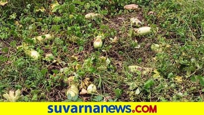 ಕೊರೋನಾದಿಂದ ಕಂಗೆಟ್ಟ ಮಂಡ್ಯ ರೈತ : ಹೊಲದಲ್ಲೇ ಕೊಳೆಯುತ್ತಿದೆ ಸೌತೆಕಾಯಿ