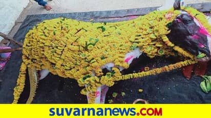 ಗೋಕಾಕ: ದೈವ ಕುದುರೆ ಅಂತ್ಯಕ್ರಿಯೆಯಲ್ಲಿ ಸಾವಿರಾರು ಜನರು ಭಾಗಿ, ಮರಡಿಮಠ ಸೀಲ್‌ಡೌನ್‌