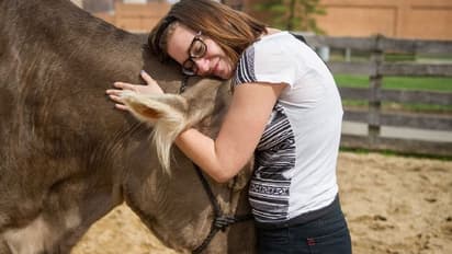 പ്രതിസന്ധിക്കാലത്ത് ആശ്വാസത്തിനായി പശുക്കളെ കെട്ടിപ്പിടിക്കാം; അമേരിക്കയിലിത് 'ട്രെന്‍ഡ്' ആണ്...