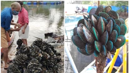 പരീക്ഷണാടിസ്ഥാനത്തിൽ നടത്തിയ നൂതന സംയോജിത ജലകൃഷി കേരളത്തിൽ വിജയം