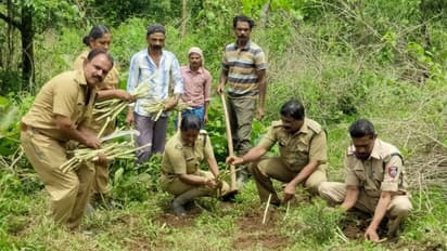 കാട്ടില് പുല്മേടുകള് ഒരുക്കി മൃഗങ്ങളെ വരുതിയിലാക്കാന് വനംവകുപ്പ്