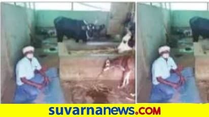 ದನದ ಕೊಟ್ಟಿಗೆಯಲ್ಲೇ ಕ್ವಾರಂಟೈನ್‌ ಆಗಿ ಕೊರೋನಾ ಗೆದ್ದ!