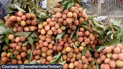 Boosting farmers’ incomes: Shahi Litchi from Bihar exported to United Kingdom