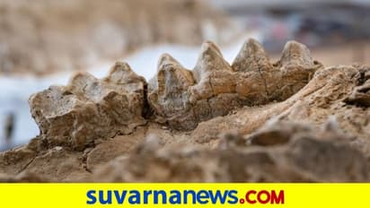 10 ದಶಲಕ್ಷ ವರ್ಷ ಹಳೆಯ ಪಳೆಯುಳಿಕೆಗಳು ಪತ್ತೆ..!