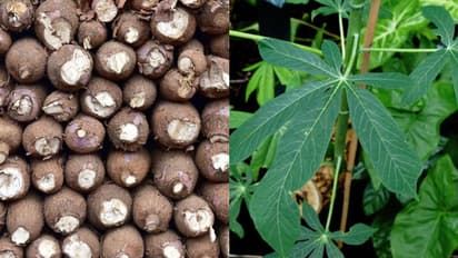 Kerala Budget 2022 : മരച്ചീനിയിൽ നിന്ന് വീര്യം കുറഞ്ഞ മദ്യം, ഗവേഷണത്തിന് 2 കോടി; റബ്ബർ സബ്സിഡിക്ക് 500 കോടി