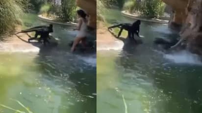 മൃഗശാലയിലെ സുരക്ഷാവേലി ചാടി കുരങ്ങന്മാര്‍ക്ക് ഭക്ഷണം കൊടുക്കുന്ന യുവതി; വീഡിയോ