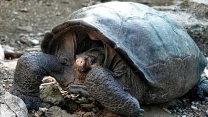 നൂറുവർഷം മുമ്പ് വംശനാശം സംഭവിച്ചുവെന്ന് കരുതിയിരുന്ന ഭീമൻ ആമകളെ വീണ്ടും കണ്ടെത്തി! അമ്പരന്ന് ​ഗവേഷകർ