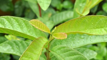 Hair Growth: Amazing benefits of guava leaves can do wonders to your tresses
