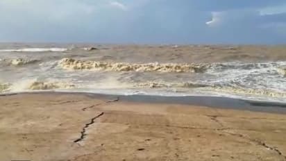 সাত সকালে দিঘার সৈকতে ভেসে উঠল হাজারে হাজারে মাছের দেহ,  ছড়াল চাঞ্চল্য