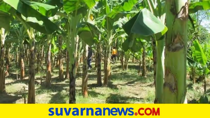 ಬಾಳೆ ದಿಂಡಿನ ರಸ ಕುಡಿದರೆ ಹೊಟ್ಟೆಲಿರೋ ಕೂದಲೂ ಹೊರ ಬರುತ್ತಂತೆ!