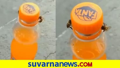 ಜೇನು ನೊಣ ಫಾಂಟಾ ಕ್ಯಾಪ್ ತೆಗೆಯೋದ್ ನೋಡಿದ್ರಾ ? ವಿಡಿಯೋ ವೈರಲ್