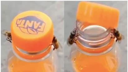 'ഞങ്ങൾക്ക് ഇത് നിസാരം...'; കുപ്പിയുടെ അടപ്പ് തുറക്കുന്ന രണ്ട് തേനീച്ചകൾ, വെെറലായി വീഡിയോ