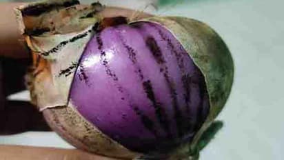 வெங்காயத்தினால் கருப்பு பூஞ்சை வைரஸ் பரவுகிறதா? டெல்லி எய்ம்ஸ் பரபரப்பு விளக்கம்..!