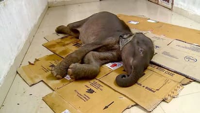 ചികിത്സ ഫലം കണ്ടില്ല; ജൂനിയര് സുരേന്ദ്രന് ചരിഞ്ഞു