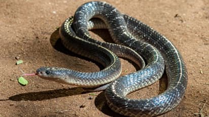 Man Eats Deadly Snake as 'Antidote' to Covid-19; Here's What Happened Next