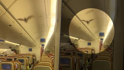 ಅಮೆರಿಕ ಹೊರಟ್ಟಿದ್ದ ವಿಮಾನದ ಮಾರ್ಗ ಬದಲಿಸಿದ ಬಾವಲಿ; ವಾಪಸ್ ದೆಹಲಿಯಲ್ಲಿ ಲ್ಯಾಂಡ್!