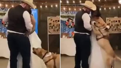 വിവാഹദിനത്തില് നവദമ്പതികളോടൊപ്പം നൃത്തം ചെയ്ത് വളര്ത്തുനായ; വീഡിയോ വൈറല്