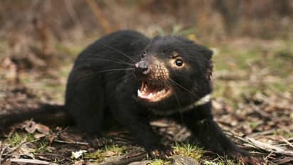 3000 വർഷങ്ങൾക്കുശേഷം 'ടാസ്മേനിയൻ ഡെവിൾ' തിരിച്ചുവരുന്നു, ഏഴ് കുഞ്ഞുങ്ങൾ ജനിച്ച സന്തോഷത്തിൽ സംരക്ഷണപ്രവർത്തകർ