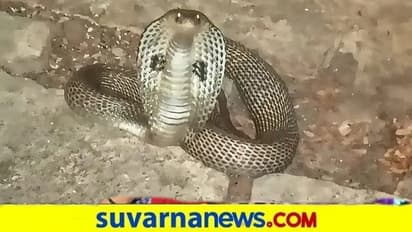 ಕಡೂರು: ಒಂದೇ ದಿನ ತೋಟದಲ್ಲಿ ಕೆಲಸ ಮಾಡುತ್ತಿದ್ದ 3 ಸ್ತ್ರೀಯರು ಹಾವು ಕಚ್ಚಿ ಸಾವು