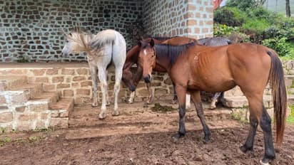 ಗಂಗಾವತಿ: ಪ್ರವಾಸಿಗರಿಗೆ ಕುದರೆ ಸವಾರಿ ಮೂಲಕ ವೀಕ್ಷಣೆಗೆ ಚಿಂತನೆ