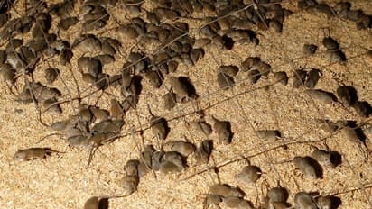 ഓസ്ട്രേലിയയെ കാര്ന്ന് എലിക്കൂട്ടം; വന് നാശനഷ്ടം; ഇന്ത്യയില് നിന്നും 'എലി വിഷം' വാങ്ങാന് ഓസ്ട്രേലിയ